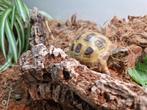 Russische vierteen schildpad 2 jaar oud, Dieren en Toebehoren, Reptielen en Amfibieën, Schildpad, Tam, 0 tot 2 jaar