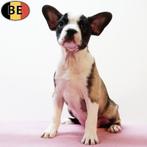 Franse Bulldog - Belgische pups te koop, Dieren en Toebehoren, België, CDV (hondenziekte), 8 tot 15 weken, Meerdere