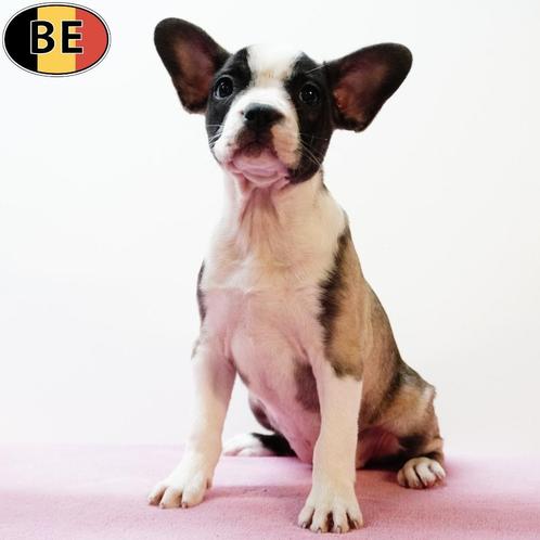 Franse Bulldog - Belgische pups te koop, Dieren en Toebehoren, Honden | Chihuahua's en Gezelschapshonden, Meerdere dieren, Overige rassen