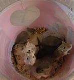 Gerbils, Animaux & Accessoires, Rongeurs, Août