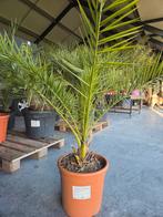 Phoenix Canariensis - dadelpalm, Ophalen, Olijfboom