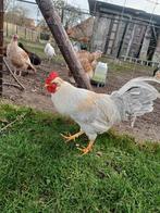 Jonge blauwe haan, Dieren en Toebehoren, Pluimvee