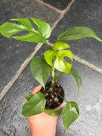 Rhaphidophora Tetrasperma (minimale aurea variegata), Huis en Inrichting, Kamerplanten, Ophalen of Verzenden