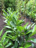 Laurier planten (Novita), Ophalen, Laurier