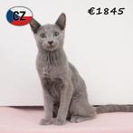 Blauwe Rus kittens – smaragdgroene Oogjes, Blauwe Vacht, Meerdere dieren, Gechipt, 0 tot 2 jaar
