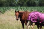 Quarter merrie, Dieren en Toebehoren, Paarden, Merrie, M