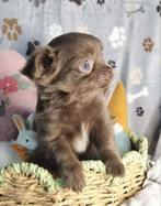 Chihuahua, Particulier, Chien (mâle), Hépatite contagieuse (maladie de Rubarth), Belgique