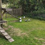 Wyandotte krielen, Dieren en Toebehoren, Ophalen