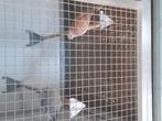 Te koop diamantduif