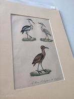 Oude litho grote vogels, Ophalen of Verzenden