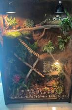 Terrarium avec Dragon d’eau, Dieren en Toebehoren, Reptielen en Amfibieën | Toebehoren