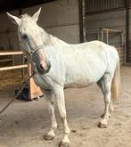 Cheval, Dieren en Toebehoren, Ophalen of Verzenden, Dressuur