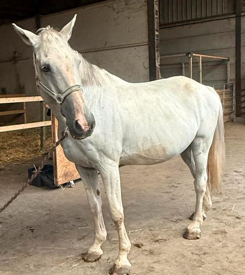 Cheval, Dieren en Toebehoren, Paarden en Pony's | Hoofdstellen en Tuigage, Dressuur, Ophalen of Verzenden