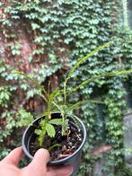 Zaailingen tamarindeboom, Tuin en Terras, Planten | Tuinplanten, Ophalen