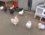 Zijdehoenders hanen gratis., Dieren en Toebehoren, Pluimvee
