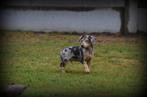 Pinscher pups, Dieren en Toebehoren, België, Overige rassen, CDV (hondenziekte), 8 tot 15 weken