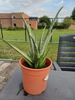 Mooie Aloë Vera planten - verschillende groottes, Tuin en Terras, Planten | Tuinplanten, Ophalen, Vaste plant, Overige soorten