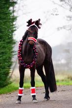 Halve stal gezocht Mechelen, Jument, Moins de 160 cm, Cheval de récréation, 11 ans ou plus