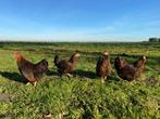 Wyandotte kriel kippen goud zwart gezoomd gesekst + ingeënt, Dieren en Toebehoren, Vrouwelijk, Kip