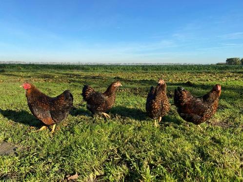 Wyandotte kriel kippen goud zwart gezoomd gesekst + ingeënt, Dieren en Toebehoren, Pluimvee, Kip, Vrouwelijk