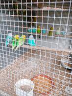 Grasparkieten, Dieren en Toebehoren