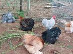 De laatste Cochin kriel hennen glad en 2 krulveer hanen, Dieren en Toebehoren, Pluimvee