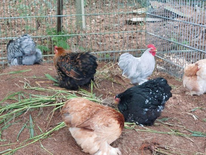 De laatste Cochin kriel hennen glad en 2 krulveer hanen, Dieren en Toebehoren, Pluimvee