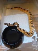 Pastel freeway man het clown, Dieren en Toebehoren, Reptielen en Amfibieën