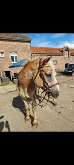 Veelzijdige haflinger pony 1000% bombroof, Dieren en Toebehoren, B, Gechipt, Ruin, C pony (1.27m tot 1.37m)