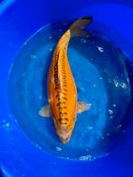 Koi 80 cm, Dieren en Toebehoren, Vissen | Vijvervissen