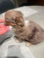 Chihuahua-pups mooi mini raszuiver zeer mooi kleintjes, België, Fokker | Hobbymatig, 8 tot 15 weken, CDV (hondenziekte)