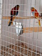 Rouge turquoisine parkieten kweekkoppels, Dieren en Toebehoren