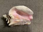 Schelp voor decoratie, Ophalen of Verzenden, Schelp(en)