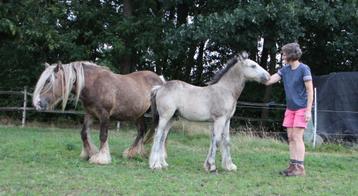 Prachtig buckskin Irish cob hengstveulen beschikbaar voor biedingen