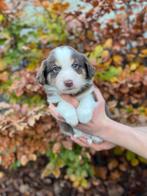 Leuke border collie pups, Dieren en Toebehoren, België, CDV (hondenziekte), 8 tot 15 weken, Collie