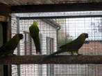 australische parkieten, Dieren en Toebehoren, Meerdere dieren, Parkiet, Geringd