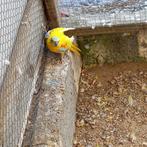 Turquoisine, Dieren en Toebehoren, Parkiet, Geringd