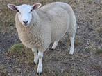 Lammeren te koop, Dieren en Toebehoren, Schapen, Geiten en Varkens, Meerdere dieren, Schaap, 0 tot 2 jaar