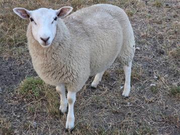 Ramlammeren te koop  beschikbaar voor biedingen