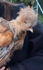 Zijdehoentjes, September