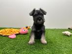 Dwergschnauzer pups, Dieren en Toebehoren, België, Overige rassen, 8 tot 15 weken, CDV (hondenziekte)