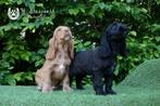 pups van Engelse cocker Spaniel, beide ouders zijn aanwezig, Dieren en Toebehoren, België, CDV (hondenziekte), 8 tot 15 weken