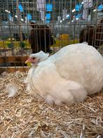 Cochin krielkippen  – Kweek- en tentoonstellingsdieren, Dieren en Toebehoren, Pluimvee