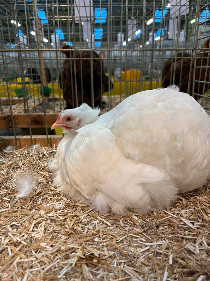 Cochin krielkippen  – Kweek- en tentoonstellingsdieren, Dieren en Toebehoren, Pluimvee