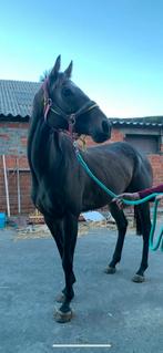 5j merrie te koop, Merrie, Zadelmak