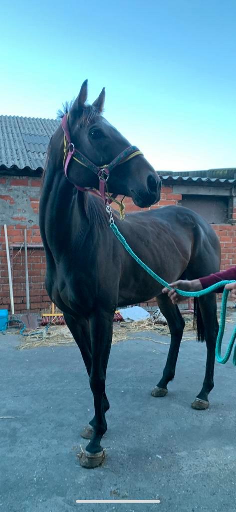 5j merrie te koop, Dieren en Toebehoren, Paarden, Merrie, Zadelmak