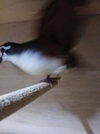 Tamboerijn duif, Dieren en Toebehoren