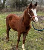 Hengsten veulen, Dieren en Toebehoren, Pony's