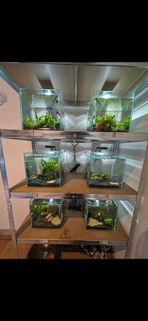 Aquarium, Dieren en Toebehoren, Reptielen en Amfibieën | Toebehoren, Verlichting, Ophalen