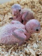 Roestkop Caique's, Dieren en Toebehoren, Papegaai, Geringd